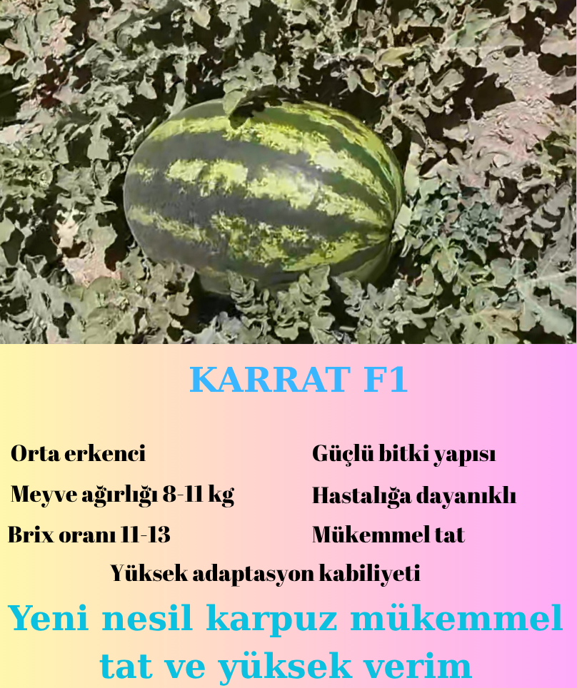 Yeni nesil karpuz tohumu